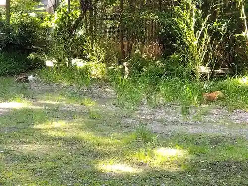 松原神社の動物