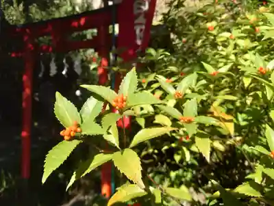 大綱金刀比羅神社(神奈川県)