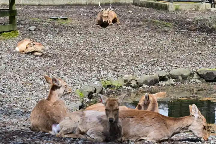彌彦神社(新潟県)