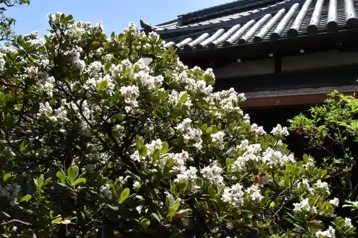 観智院(東寺子院)の自然