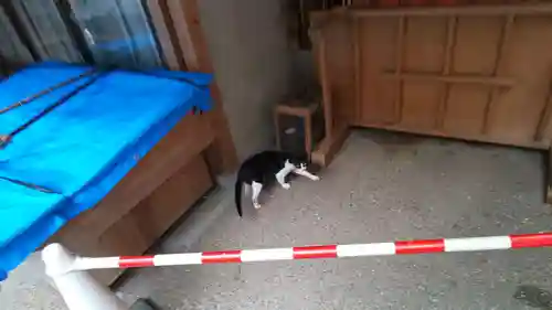 伏見稲荷大社の動物