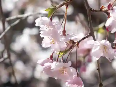 園城寺（三井寺）の自然