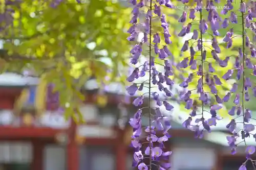 日枝神社(東京都)