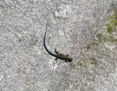 霧島神宮(鹿児島県)