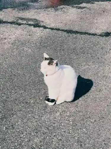 御誕生寺（猫寺）の動物