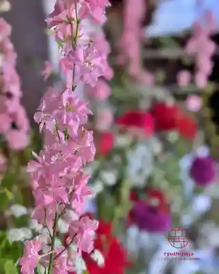立志神社(滋賀県)