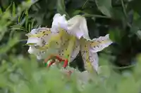 豊景神社の庭園