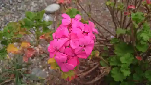 山神社（前田）の自然