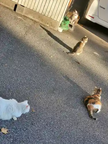唐澤山神社の動物