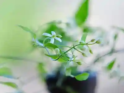 浄土寺(兵庫県)