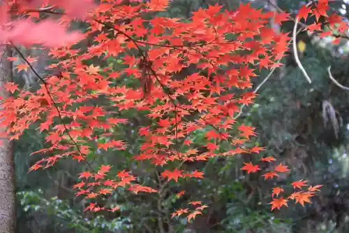 鹿島大神宮の自然