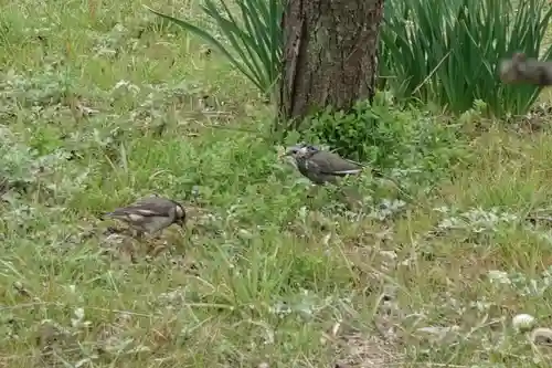 豊國神社の動物