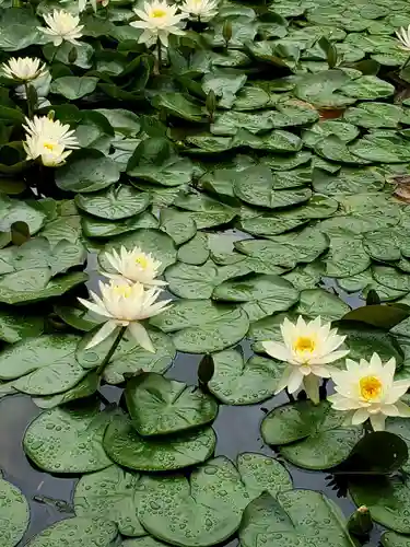 明治神宮の自然