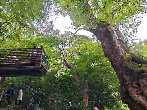 來宮神社(静岡県)