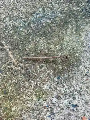 蚊里田八幡宮(長野県)