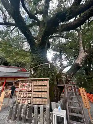 熊野那智大社の{uncategorized: "未分類", other: "その他", undefined: "問題あり", building: "その他建物", grave: "お墓", sacred_gate: "鳥居", guardian: "狛犬", statue: "像", buddha: "仏像", history: "歴史", nature: "自然", garden: "庭園", animal: "動物", pagoda: "塔", temizu: "手水舎", mountain_gate: "山門・神門", sanctuary: "本殿・本堂", subordinate: "末社・摂社", art: "芸術", scenery: "景色", jizo: "地蔵", ema: "絵馬", goshuin: "御朱印", omikuji: "おみくじ", items: "授与品その他", amulet: "お守り", goshuincho: "御朱印帳", eats: "食事", festival: "お祭り", votive_dance: "神楽", shichigosan: "七五三参", wedding: "結婚式", experience: "体験その他", initially: "初詣", around: "周辺", anti_infection: "感染症対策"}