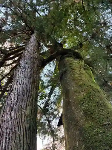 新八幡神社(徳島県)