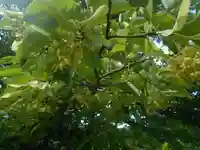 浄光明寺の自然