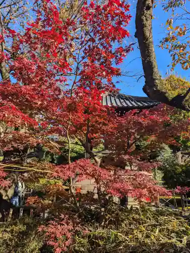 豪徳寺(東京都)