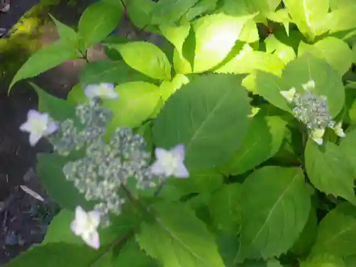 御霊神社の自然
