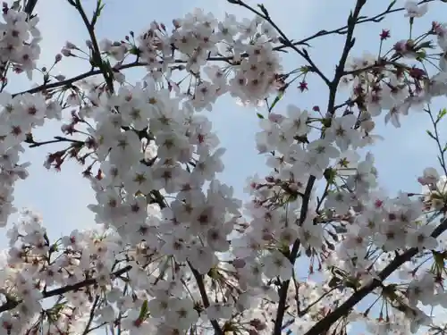 鶴岡八幡宮の自然
