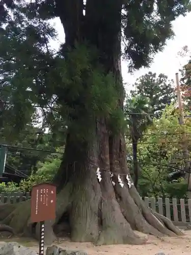 筑波山神社の絵馬