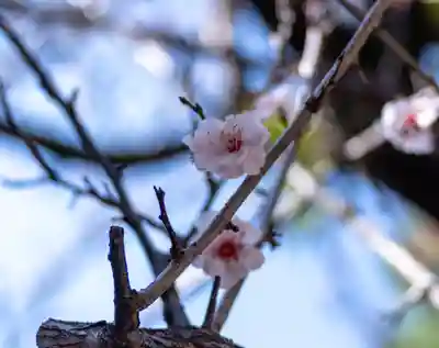 深江神社(福岡県)