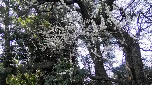 喜多見氷川神社の自然