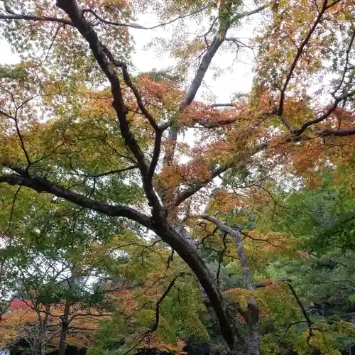 鹿島神宮の自然