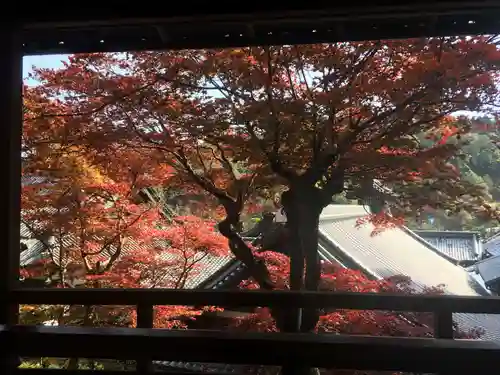 柳谷観音　楊谷寺の自然