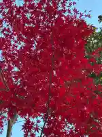 天神社(静岡県)