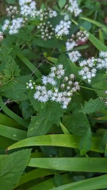 十輪寺(京都府)