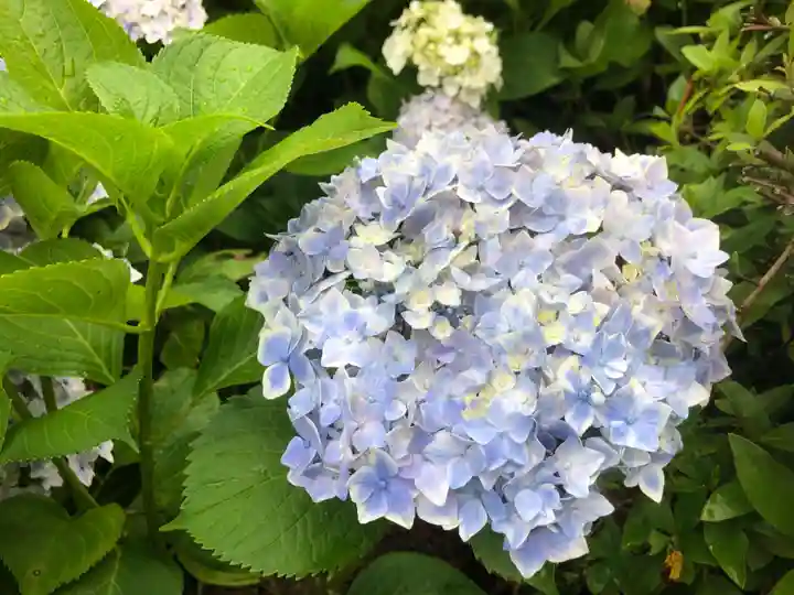 三室戸寺の自然