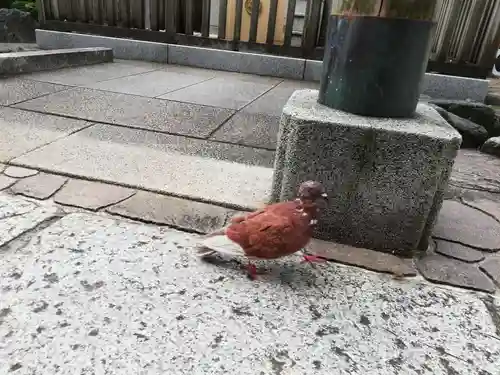 厳嶋神社の動物