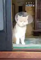 宇佐八幡宮の動物