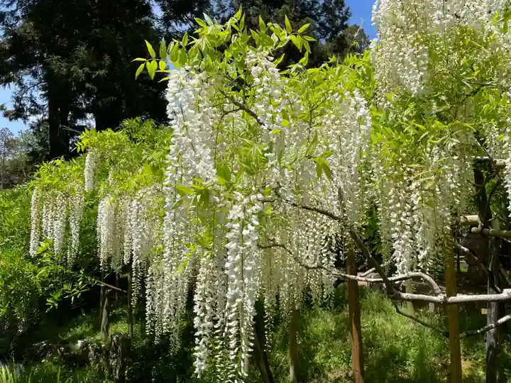 春日大社の自然