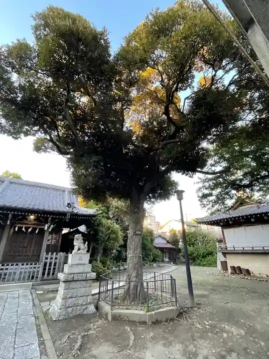 若宮八幡神社の自然