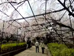 実相寺の自然