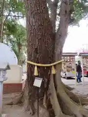 大宮・大原神社の自然