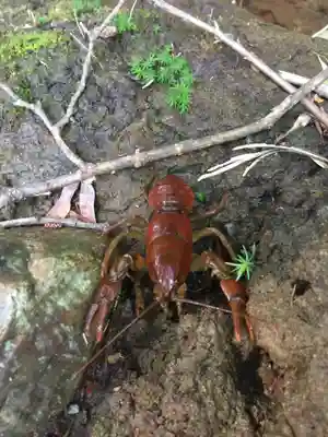 🌸乙部八幡神社(北海道)