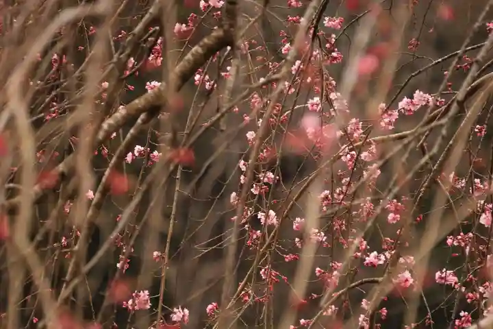 三峯神社の自然