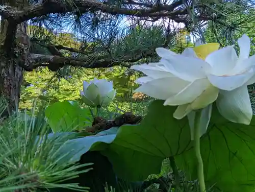 法金剛院(京都府)