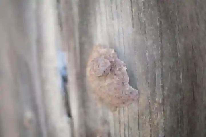 見正寺(埼玉県)