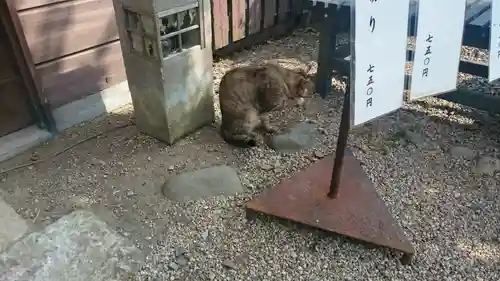 足利織姫神社の動物