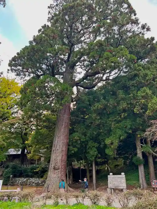 雷神社(福岡県)