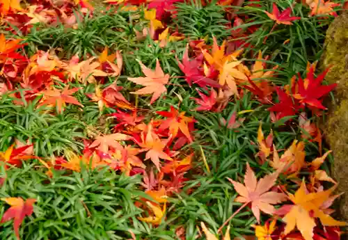 洲嵜神社(愛知県)