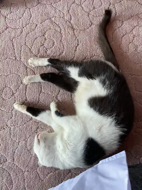 一心寺・一心禅寺の動物