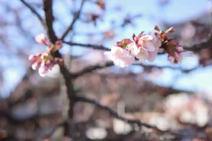 西新井大師総持寺の自然
