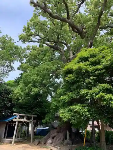 智方神社の自然