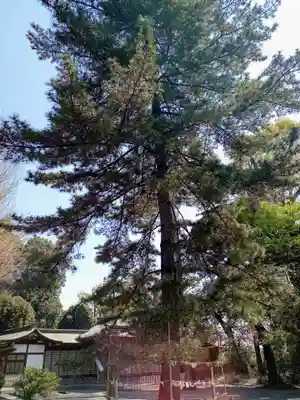 井草八幡宮(東京都)